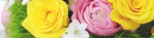 �В����A�̃C���[�W�摜�w���g���G�E�R�� �V����X�x���